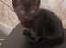 Female kitten