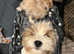 Biewer Terrier girl puppy