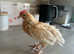 Three 6 week old chicks