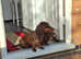 Daschunds ready to go in 6 weeks