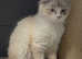 American curl silver girls rare breed