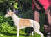 Beautiful KC Reg female Whippet puppy