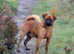 Beautiful Red Smooth Adult Male Griffon Bruxellois
