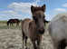 Standard Shetland Colt