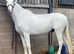 Competitive school master - ideal for keen rider on a budget