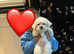 Bichon puppie
