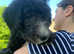 Sheepadoodle puppies (Doodles) old English sheepdog x poodle pups