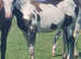 Beautiful American Paint x Colt Foal.