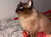 Mink sepia ragdoll male