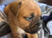 5 STAR LICENSE BREEDER 22 Years experience