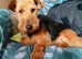 Welsh terrier girl for sale