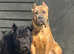 Cane corso puppies ICCF and ABKC registered