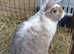Young Adult Continental Giant Buck  - Vaccinated - READY NOW