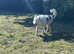 DEAF BLUE MERLE COLLIE ALFIE REHOME
