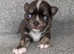 Chocolate smooth coat Chihuahua boy pup