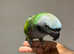 Baby Very Tame Cuddly  Derbyan Parrot,8