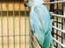 Beautiful baby blue Ringneck talking parrot
