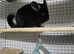 Beautiful chinchillas for sale