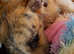 Tia greyhound x lurcher
