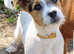 Beautiful Female Jack Russell Pup for Sale