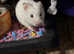 Hamster