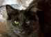 Missing Norwegian forest cat
