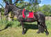 Fresian X, 11 year old mare