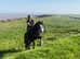 13hh 7 year old cob gelding