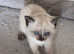 Colourpoint British shorthair