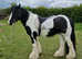 Handsome coloured gelding for sale