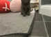 Russian blue mix