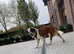 Saint Bernards Bitch
