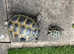 Juvenile horsfield tortoise still available