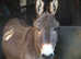 Jennys donkeys