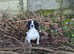 Fantastic part trained spaniel