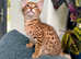 F3 TiCA kittens 2 boys