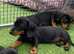 Mini dachshunds fully vaccinated