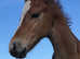 Chestnut colt