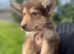 German Shepherd cross Malamute Puppies
