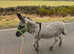 Mr Robert jack donkey stud (not for sale)