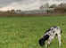 English pointer