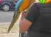 Young Blue and Gold Macaw