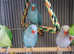 Stunning baby blue indian ringnick parrot