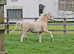 Top class welsh sec a palomino yearling colt