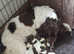 Two Gorgeous Boy English Springer Spaniel Puppies