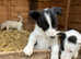 Pure border collies ready now
