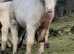 Buckskin & white colt foal to make 13.2/14hh