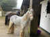 12hh mini  cob  gelding