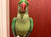 Beautiful talking baby alexandrine parrot