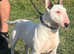 Kc registered English bull terrier bitch